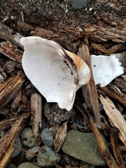 Ciliatocardium ciliatum