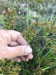 Cyperus sphaerospermus