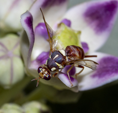 Bactrocera