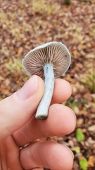 Stropharia