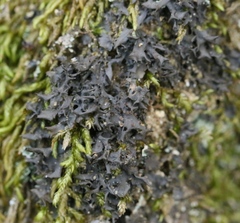 Scytinium palmatum