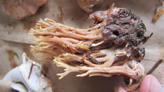 Ramaria testaceoflava