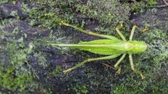 Copiphora brevirostris