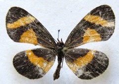 Microtia elva elva