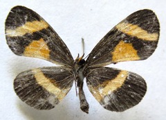 Microtia elva elva