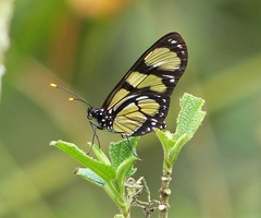 Methona themisto themisto