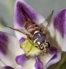 Bactrocera