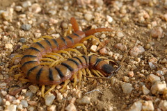 Scolopendra valida