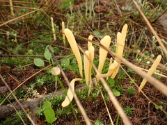 Clavaria argillacea