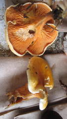 Hygrophoropsis aurantiaca image
