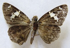 Celaenorrhinus stallingsi