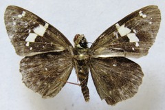 Celaenorrhinus stallingsi