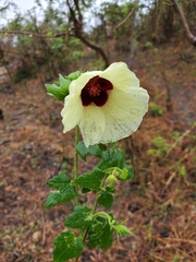 Hibiscus diversifolius image