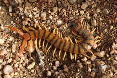 Scolopendra valida