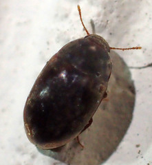 Enneboeus marmoratus