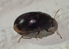 Enneboeus marmoratus