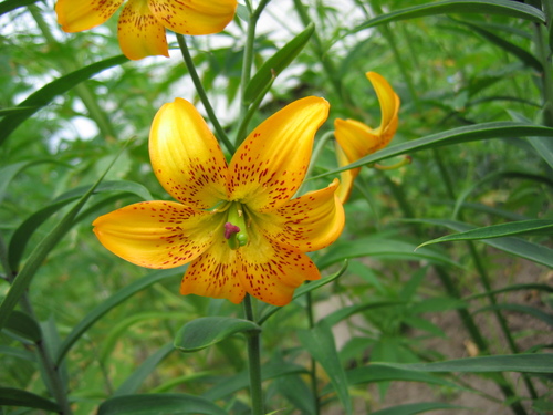 Korean lily (Lilium amabile)