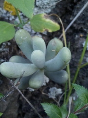 Sedum allantoides
