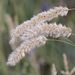 Pastos Y Cereales - Photo (c) Norbert Sauberer, algunos derechos reservados (CC BY-NC), subido por Norbert Sauberer