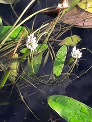 Aponogeton distachyos