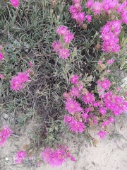 Lampranthus multiradiatus