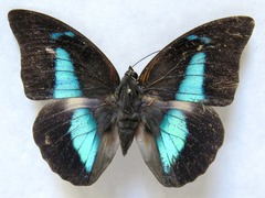 Archaeoprepona demophon centralis