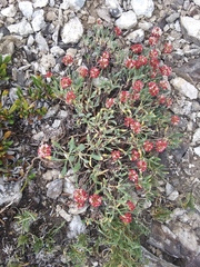 Eriogonum coloradense