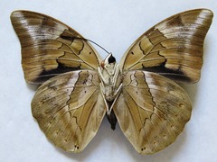 Archaeoprepona demophon centralis