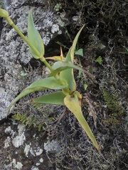 Thyrsanthemum laxiflorum