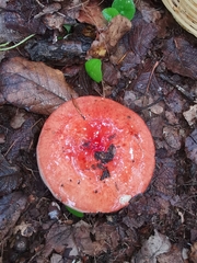 Russula mexicana