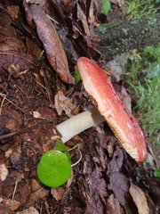 Russula mexicana