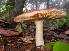 Russula mexicana
