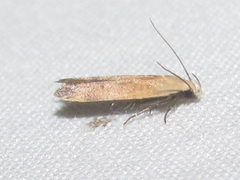 Anacampsis fullonella