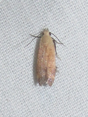 Anacampsis fullonella