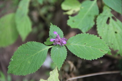 Achyrospermum densiflorum