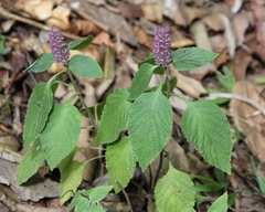 Achyrospermum densiflorum