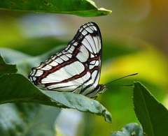 Adelpha zea