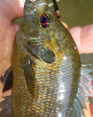 Lepomis miniatus