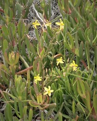 Cyanella lutea lutea