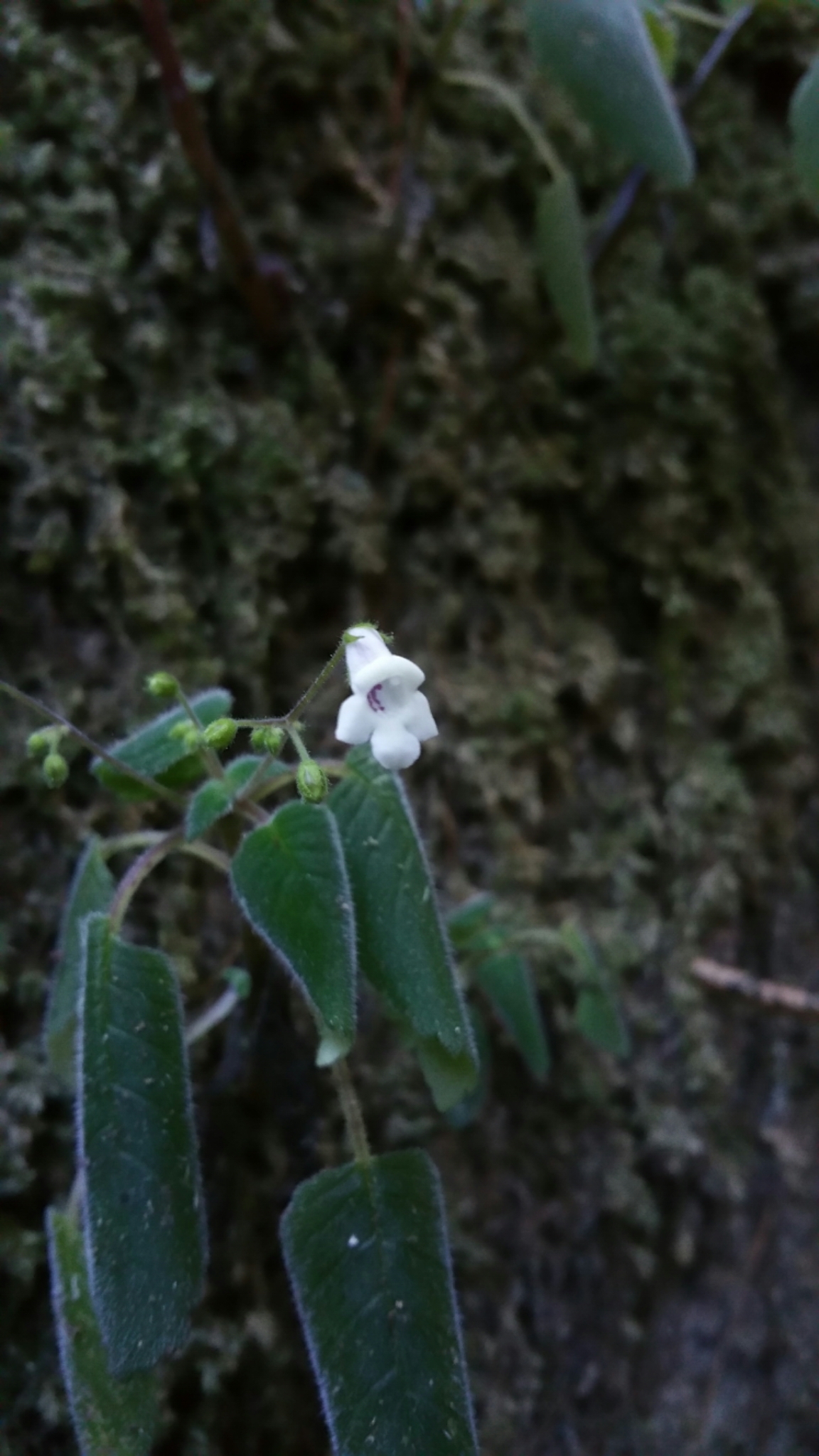 Streptocarpus thompsonii