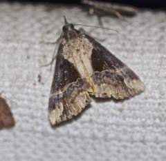 Dichromia quinqualis