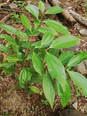 Cinnamomum verum