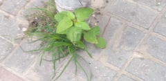 Acalypha indica