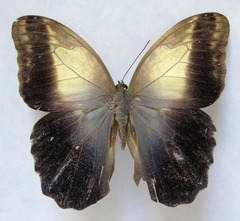 Caligo telamonius memnon