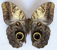 Caligo telamonius memnon