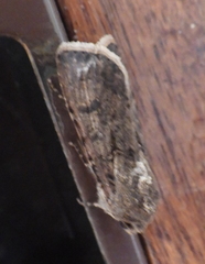 Agrotis segetum