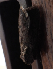 Agrotis segetum