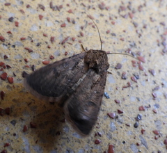 Agrotis segetum