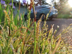 Carex morrowii