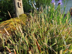 Carex morrowii
